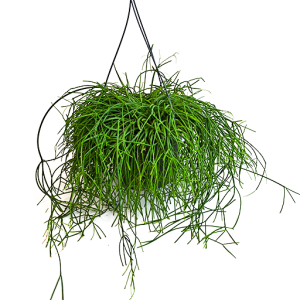 висячий суккулент (Рипсалис)